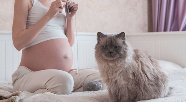 trudnoća i mačke